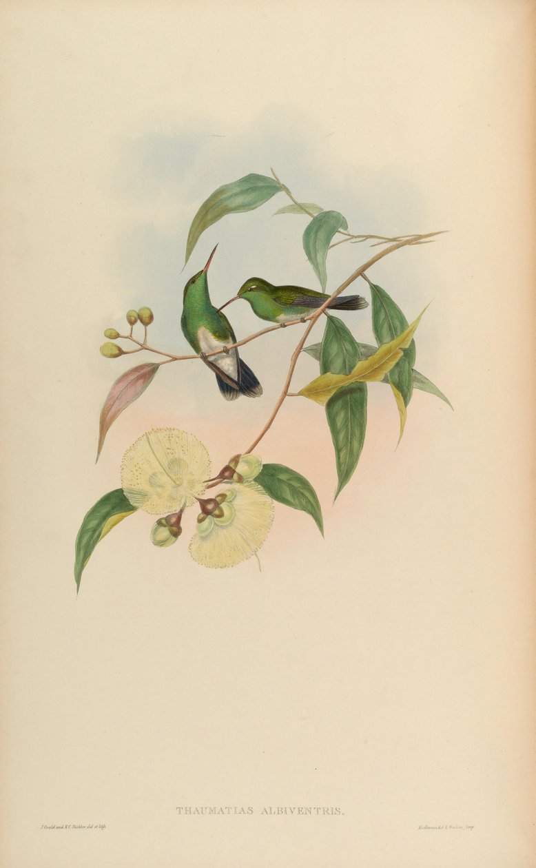 Thaumatias albiventris = Amazilia fimbriata tephrocephala by John Gould