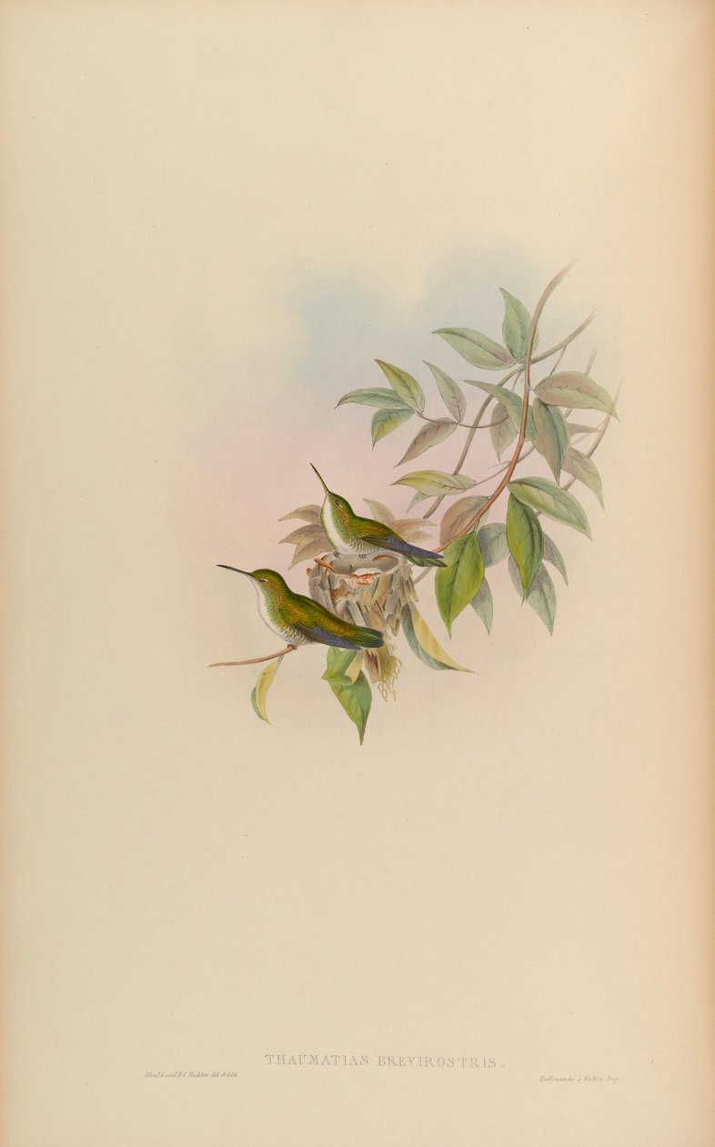 Thaumatias brevirostris = Amazilia brevirostris by John Gould