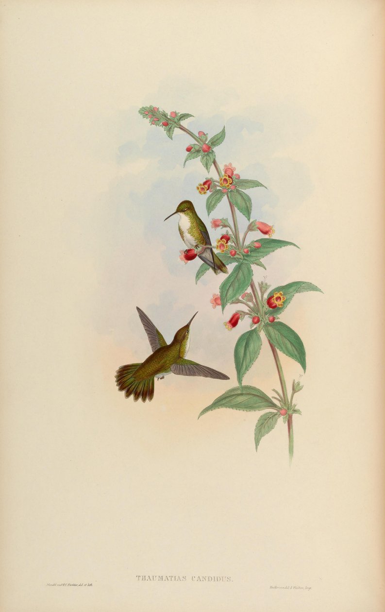 Thaumatias candidus = Amazilia candida by John Gould