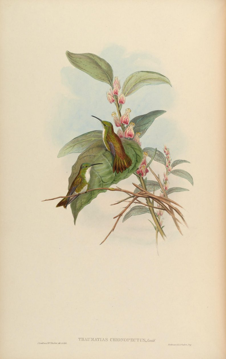 Thaumatias chionurus = Amazilia brevirostris chionopectus by John Gould