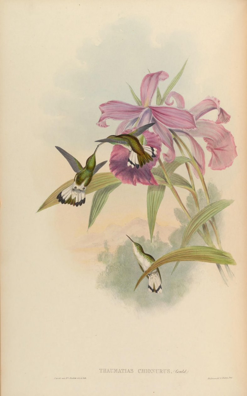 Thaumatias chionurus = Elvira chionura by John Gould