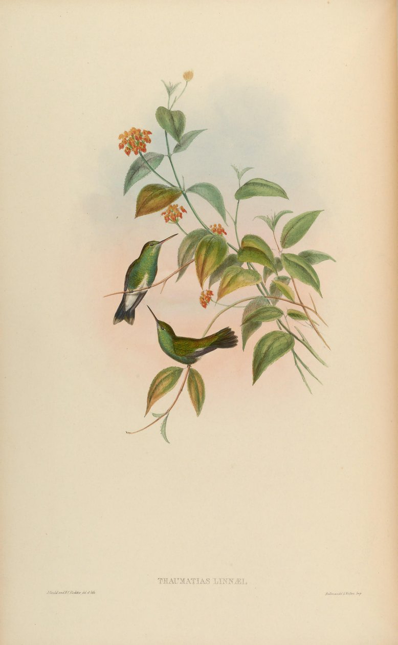 Thaumatias linnaei = Amazillia fimbriata fimbriata by John Gould
