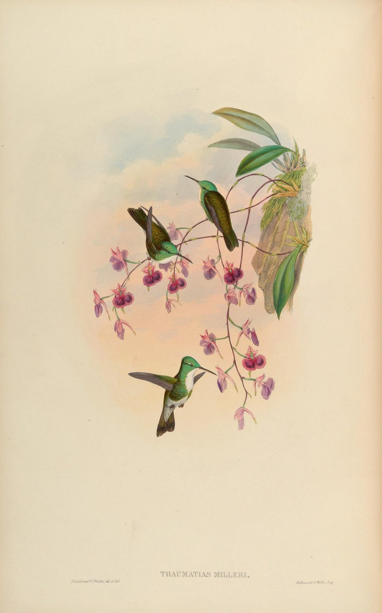 Thaumatias milleri = Amazilia versicolor millerii by John Gould