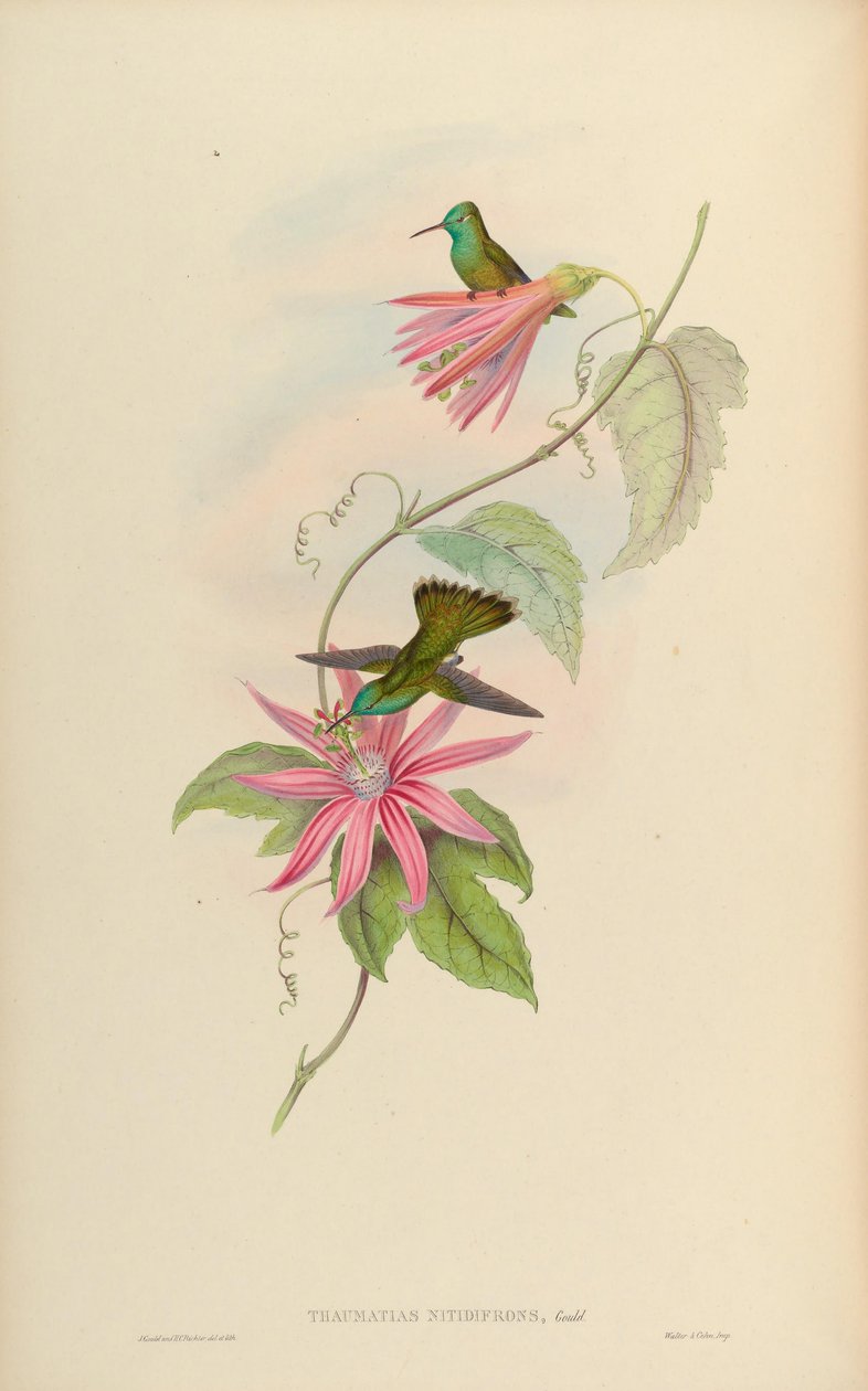 Thaumatias nitidifrons = Amazilia versicolor nitidifrons by John Gould