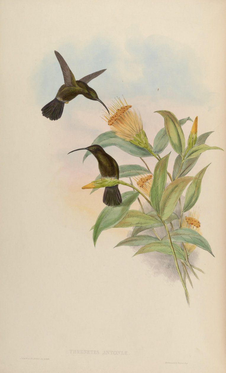 Threnetes antoniae = Threnetes niger niger by John Gould