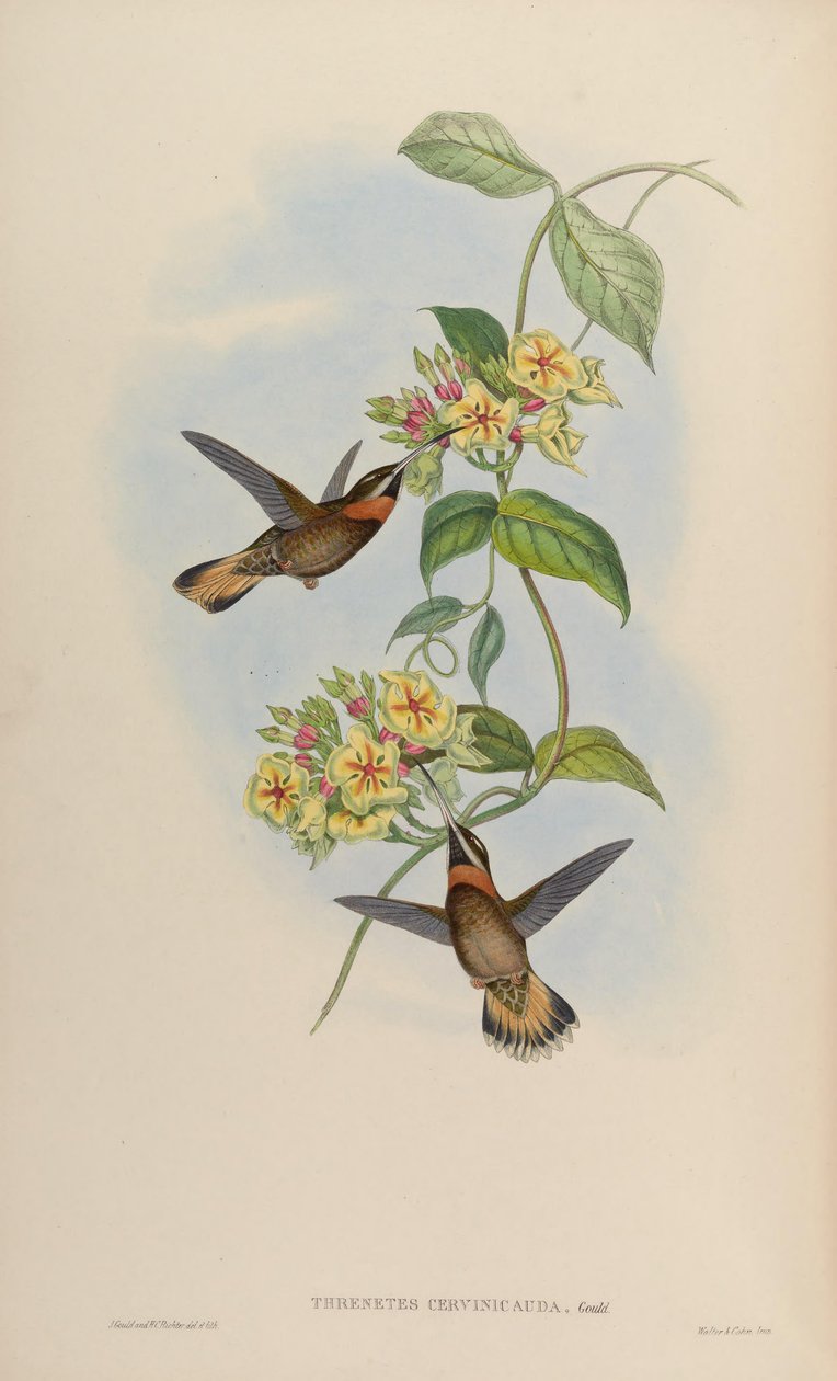 Threnetes cervinicauda = Threnetes leucurus cervinicauda by John Gould