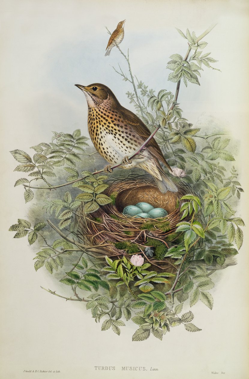Pamukçuk, 1873 (wc, kağıt üzerine kurşun kalem) by John Gould
