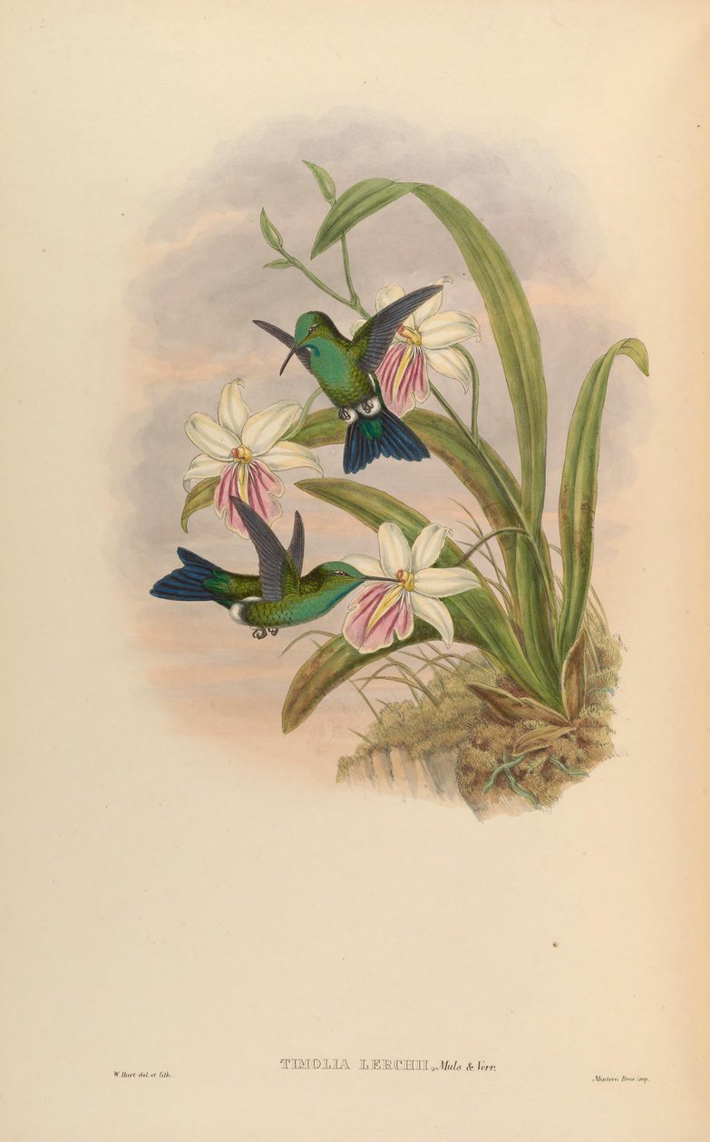 Timolia lerchi = Thalurania furcata x Chrysuronia oenone ? by John Gould