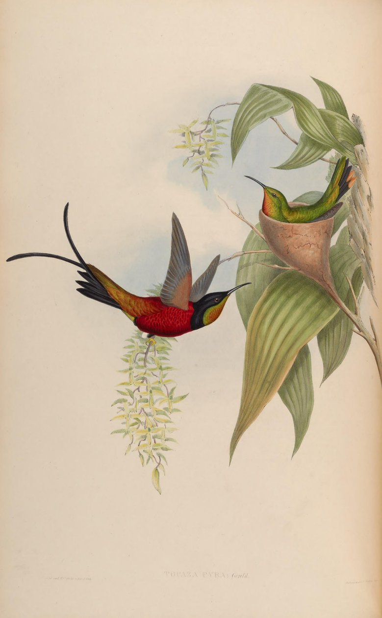 Topaz Pira by John Gould