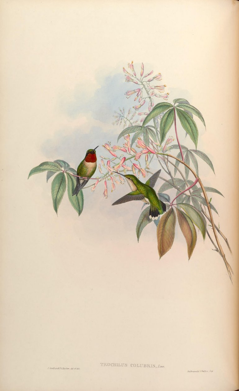 Trochilus colubris = Archilochus colubris by John Gould