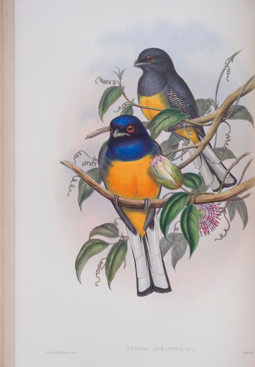 White-Tailed Trogon, diskur úr The Birds of Great Britain eftir John Gould, gefinn út 1862-73 (handlitaður litó) by John Gould