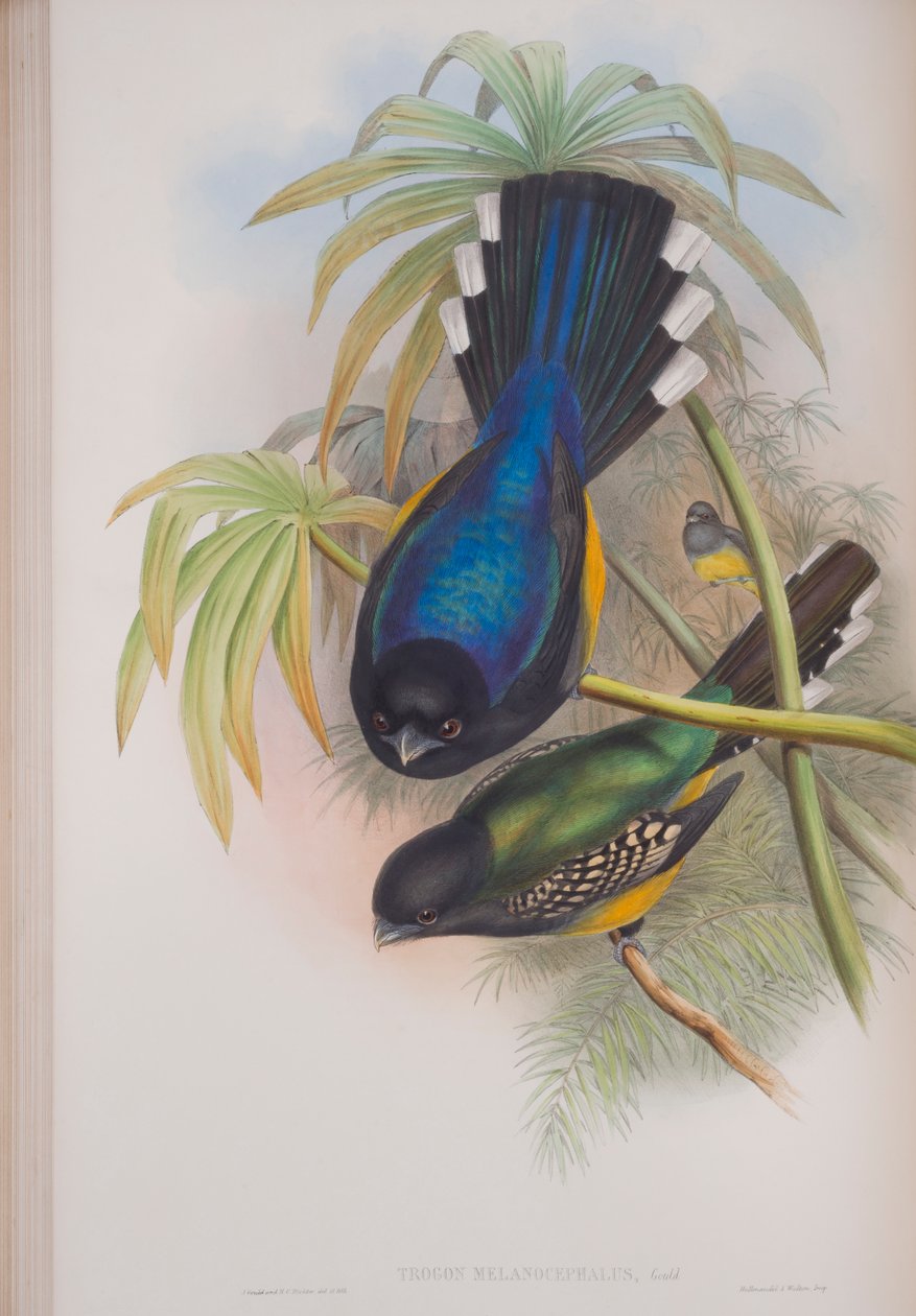Trogon Melanocephalus, plate from The Birds of Great Britain by John Gould, published 1862-73 (hand-coloured litho) by John Gould