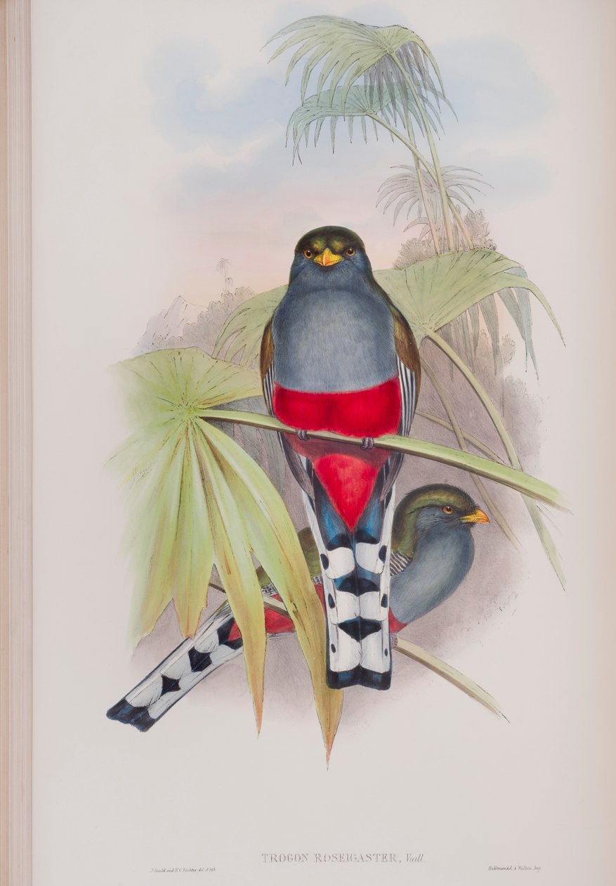 Trogon Melanocephalus, diskur frá The Birds of Great Britain eftir John Gould, gefinn út 1862-73 (handlitaður litó) by John Gould