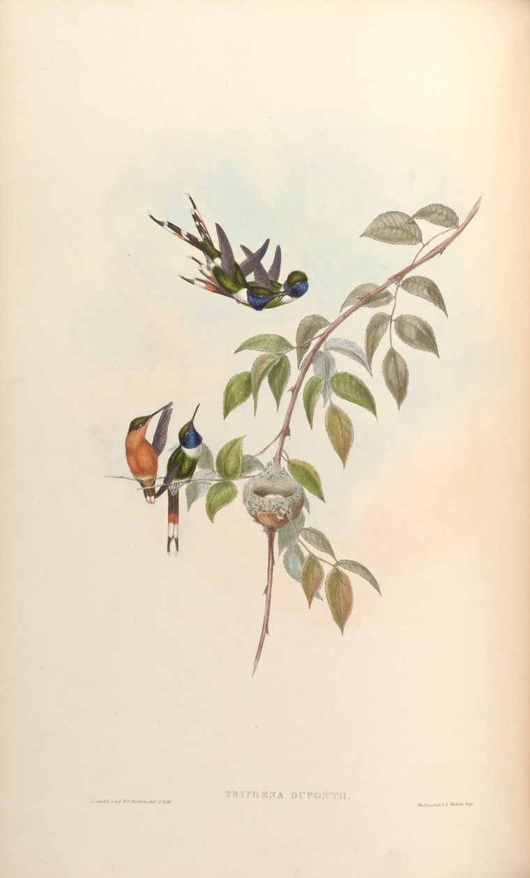 Tryphaena duponti = Tilmatura duponti by John Gould
