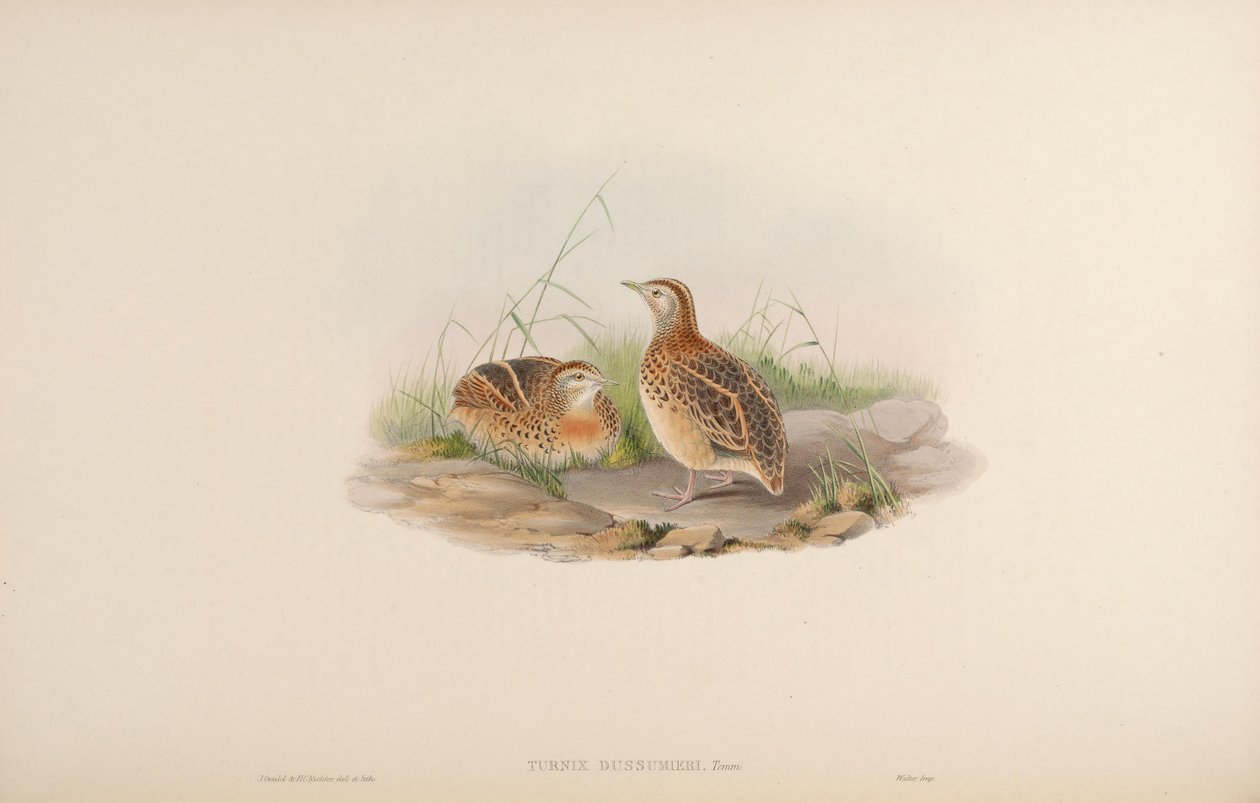 Turnix dussumieri = Turnix sylvaticus dussumier[2] by John Gould