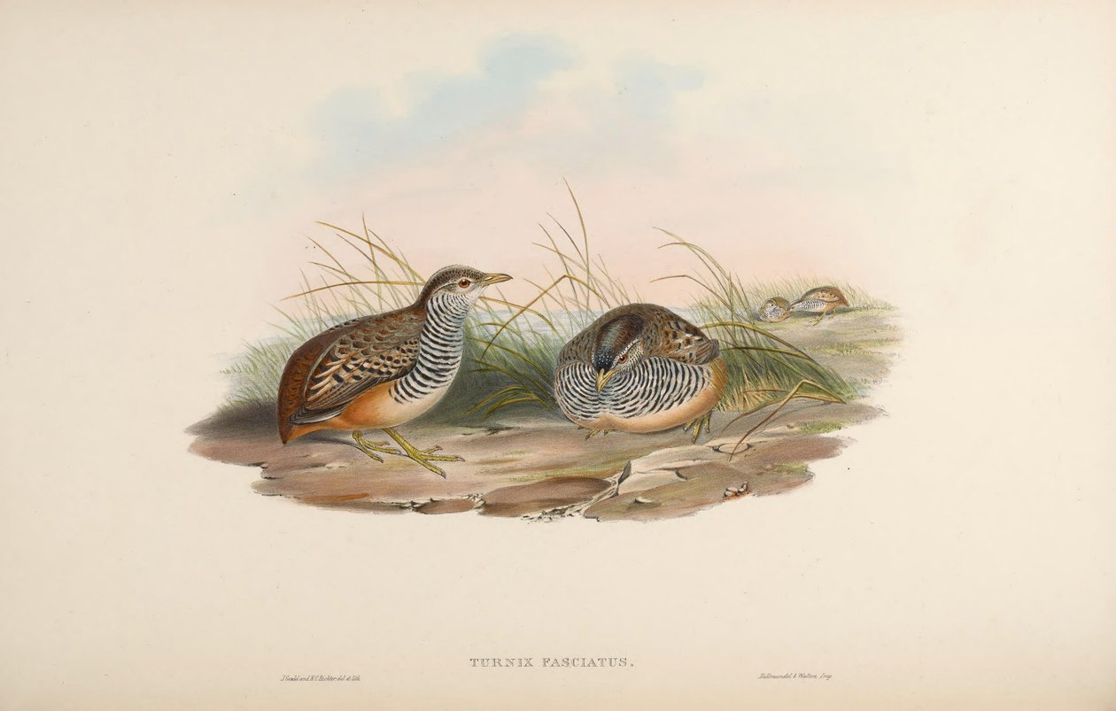Turnix fasciata = Turnix uyarıcı fasciata by John Gould