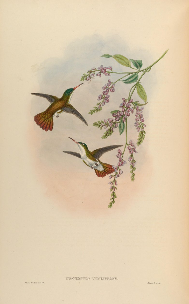Uranomitra viridisfrons = Amazilia viridifrons by John Gould