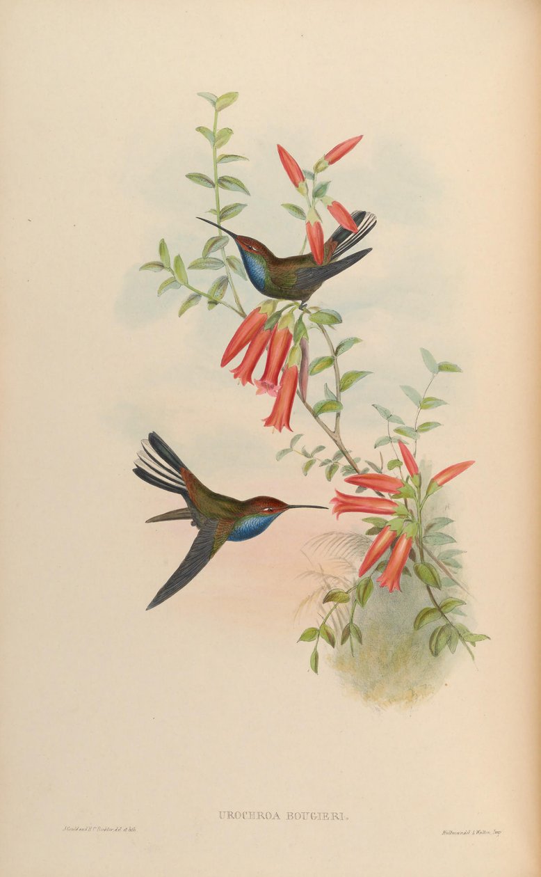 ürokroa bougueri by John Gould