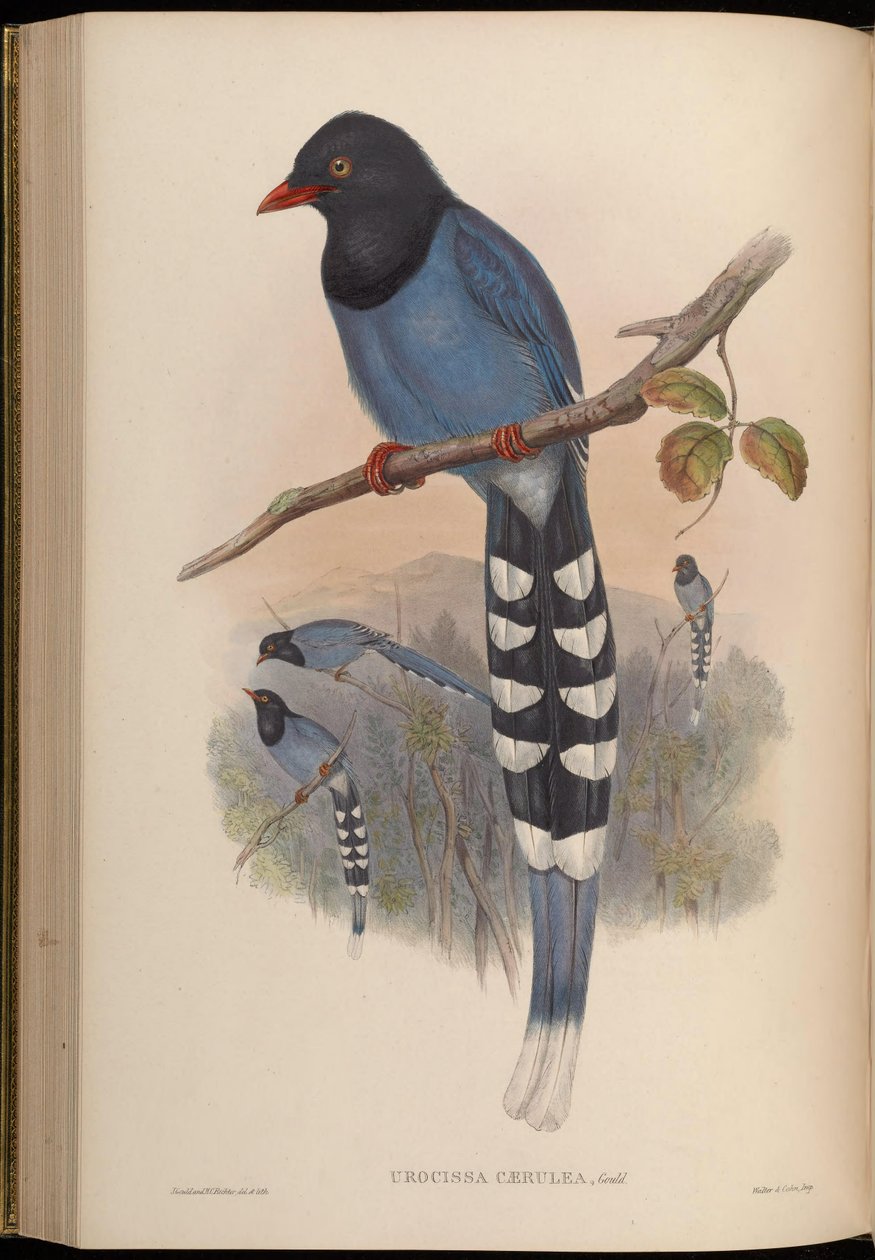 ürocissa caerulea by John Gould