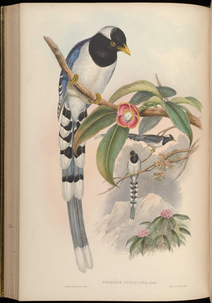 Urocissa cucullata = Urocissa flavirostris cucullata by John Gould