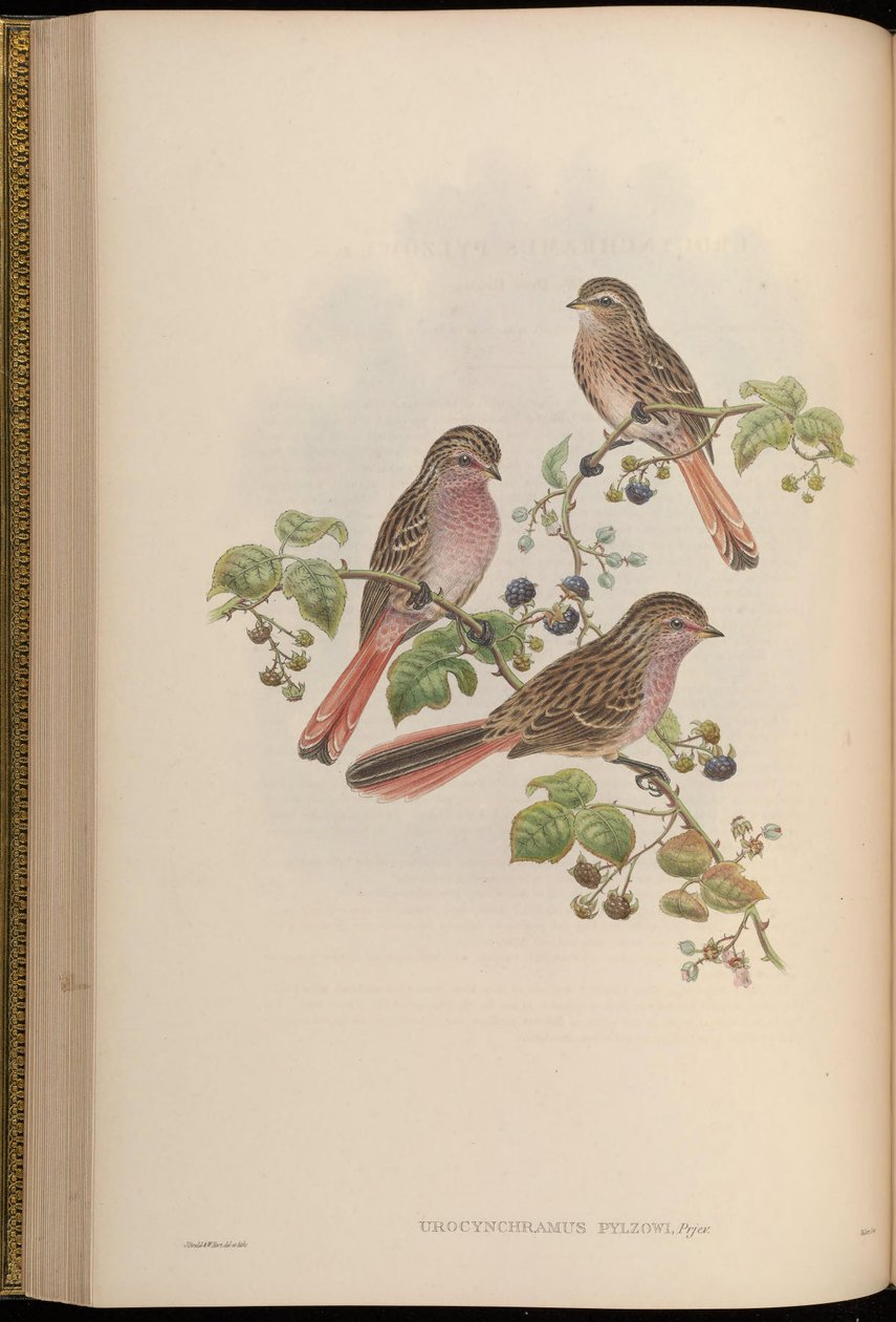 ürokinkramus pilzowi by John Gould