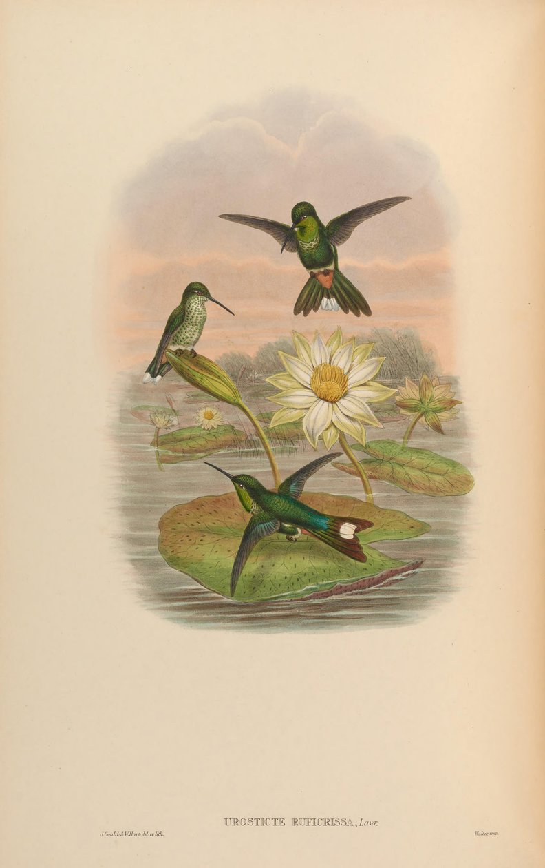 Urosticte ruficrissa by John Gould