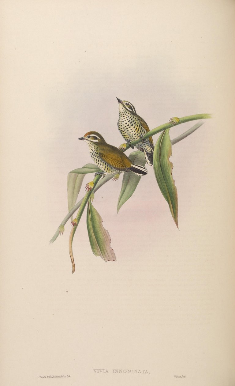 Vivia innominata = Picumnus innominatus by John Gould