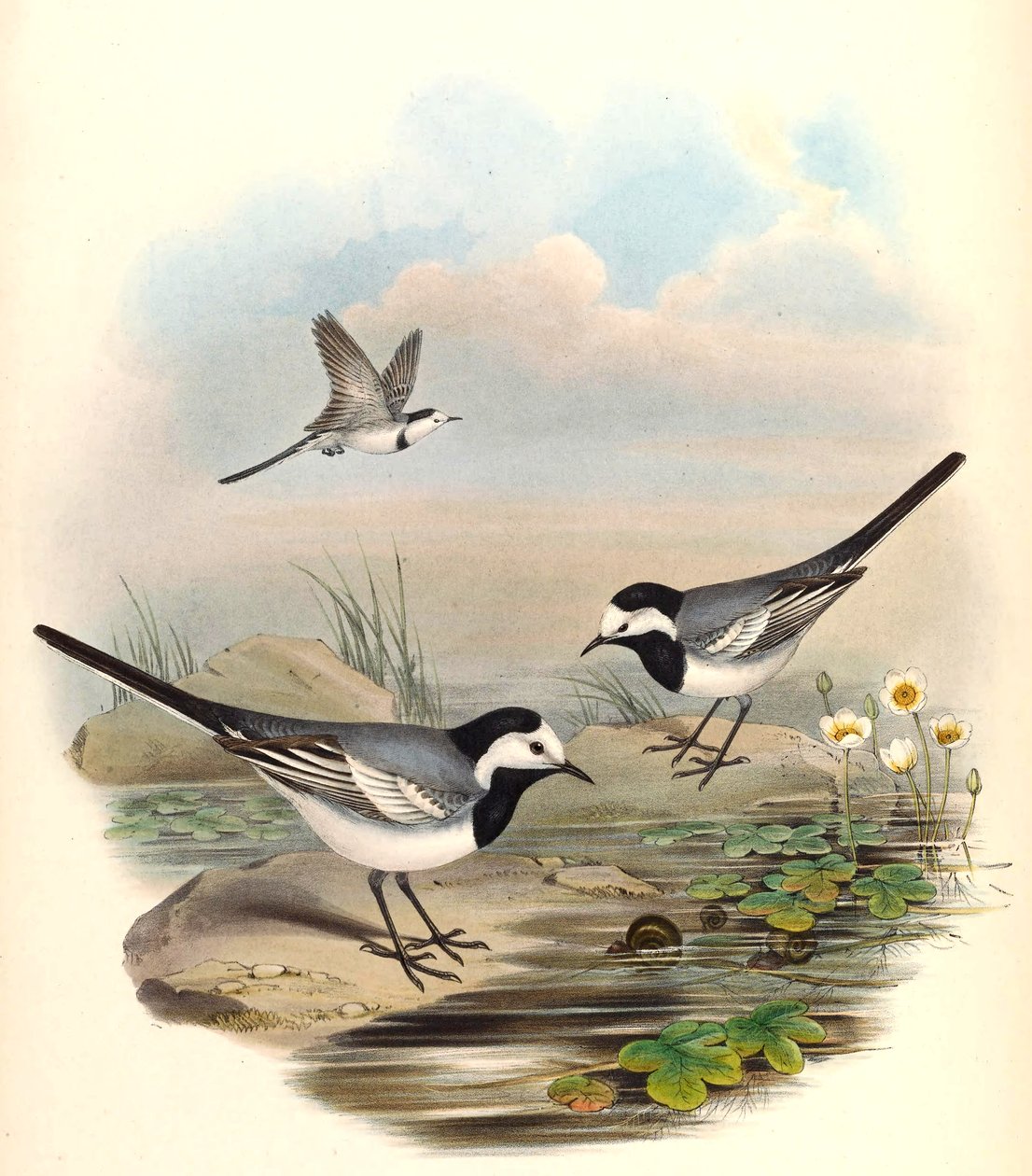 Beyaz Kuyruksallayan (Alaca Kuyruksallayan) Motacilla alba Linnaeus by John Gould