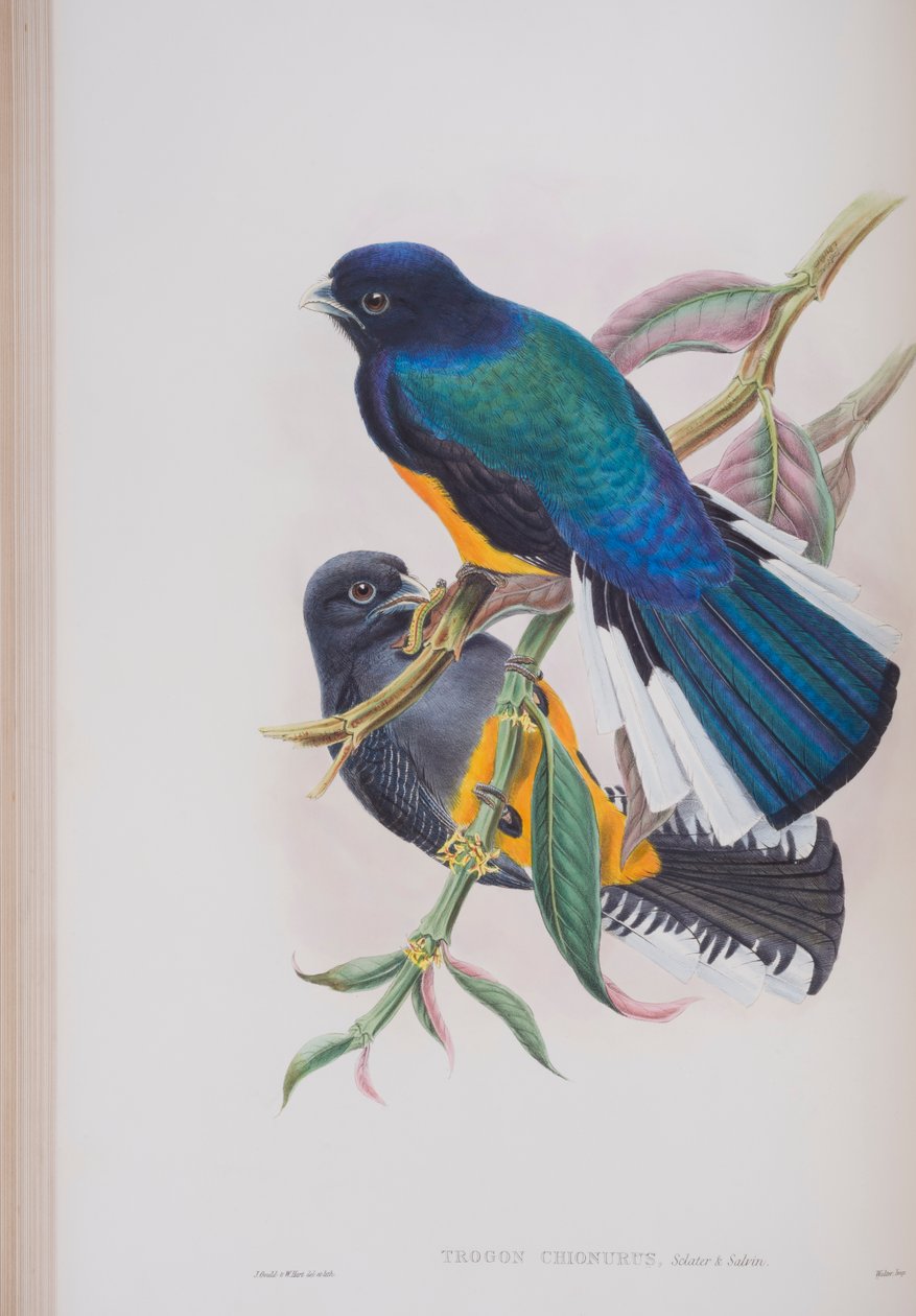 White-Tailed Trogon, plate from The Birds of Great Britain by John Gould, published 1862-73 (hand-coloured litho) by John Gould