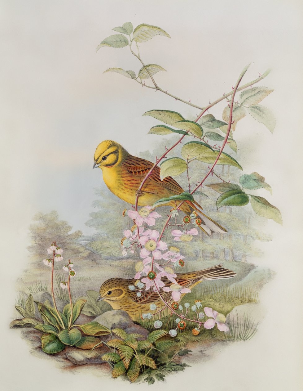 Yellowhammer, 1873 (kalem, kağıt üzerinde wc) by John Gould