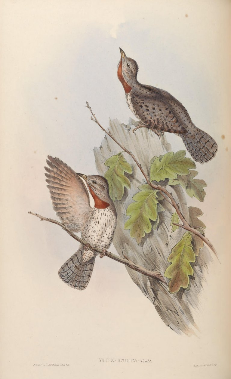 Yunx göstergesi = Jynx ruficollis (eş anlamlı J. pektoralis) by John Gould
