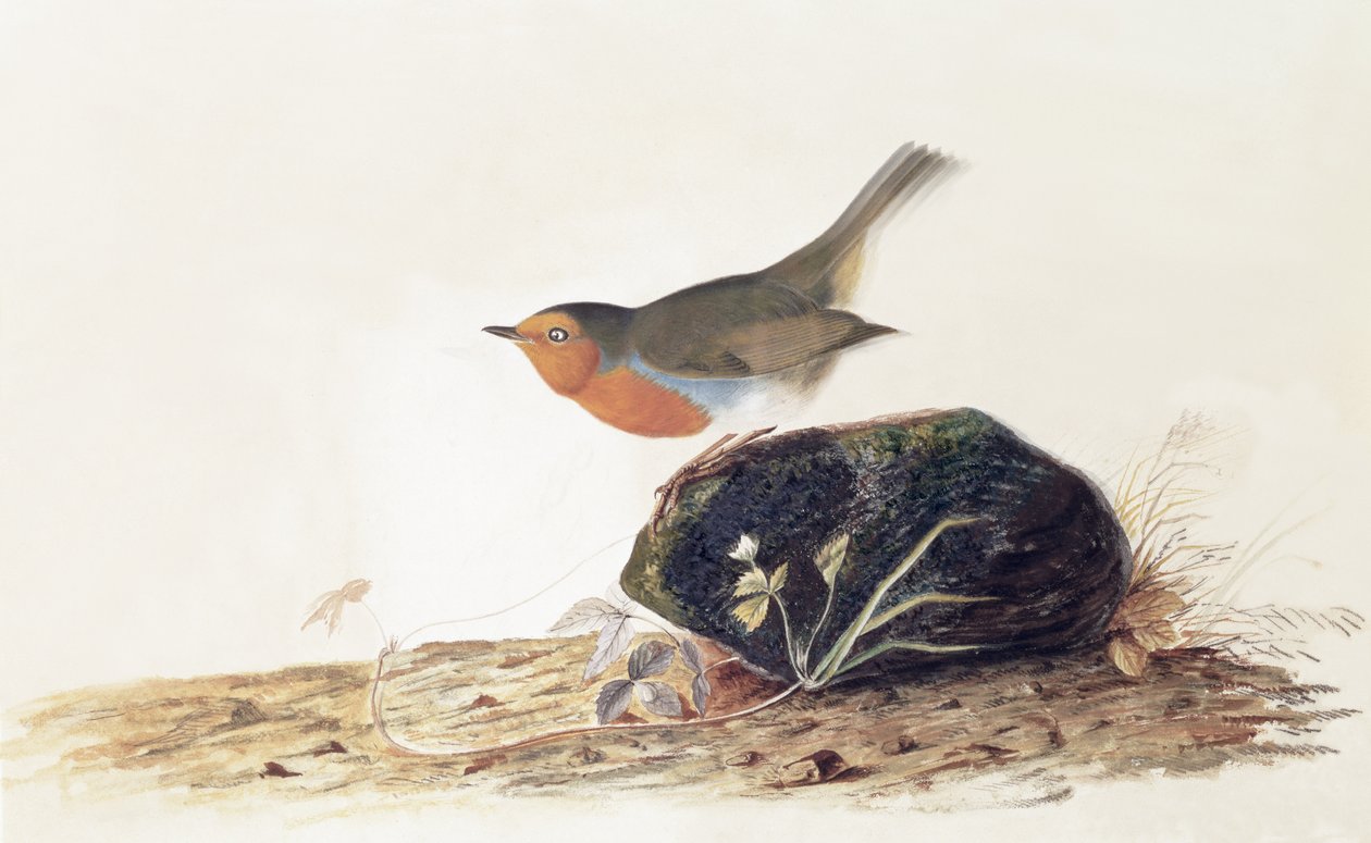 Yosunlu Bir Taş Üzerine Tünemiş Bir Robin by John James Audubon