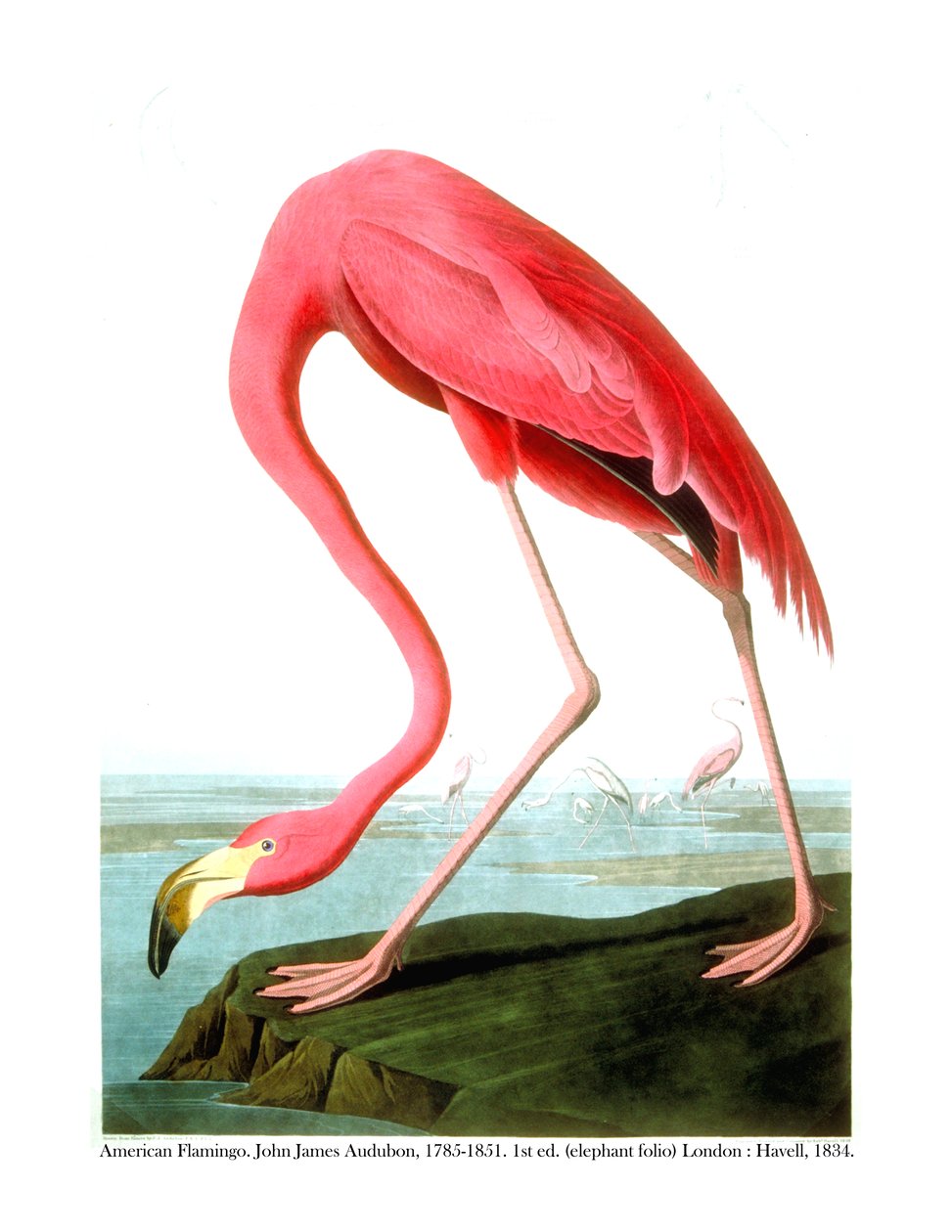 Amerikan Flamingosu, 1834 by John James Audubon