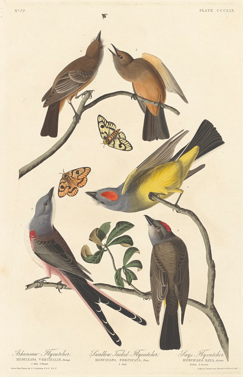 Arkansas Sinekkapan, Kırlangıç Kuyruklu Sinekkapan ve Sinekkapan Diyor, 1837 by John James Audubon
