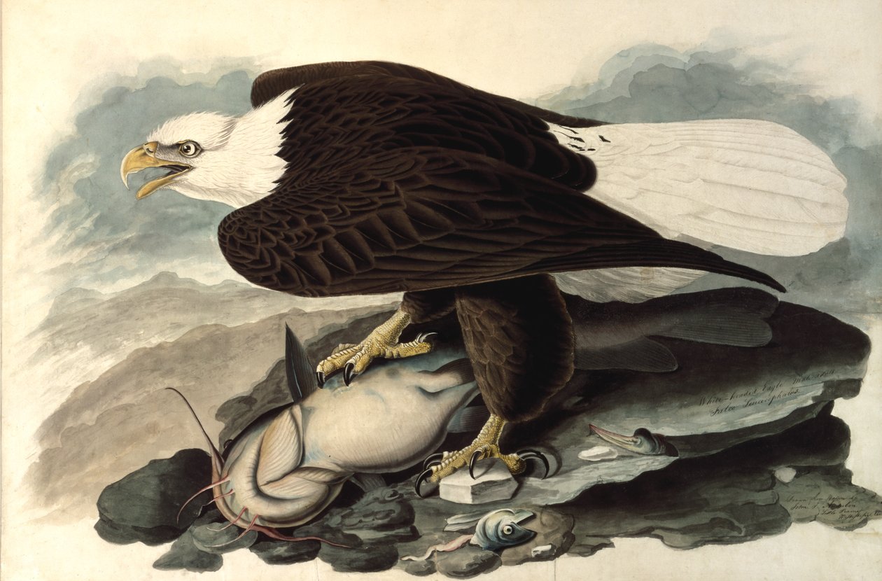 Bald Eagle, 1828 (kağıt üzerine wc, pastel ve grafit) by John James Audubon