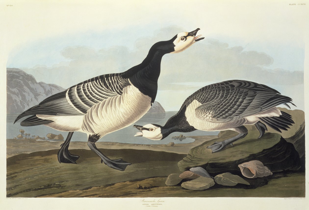 midye kazları by John James Audubon