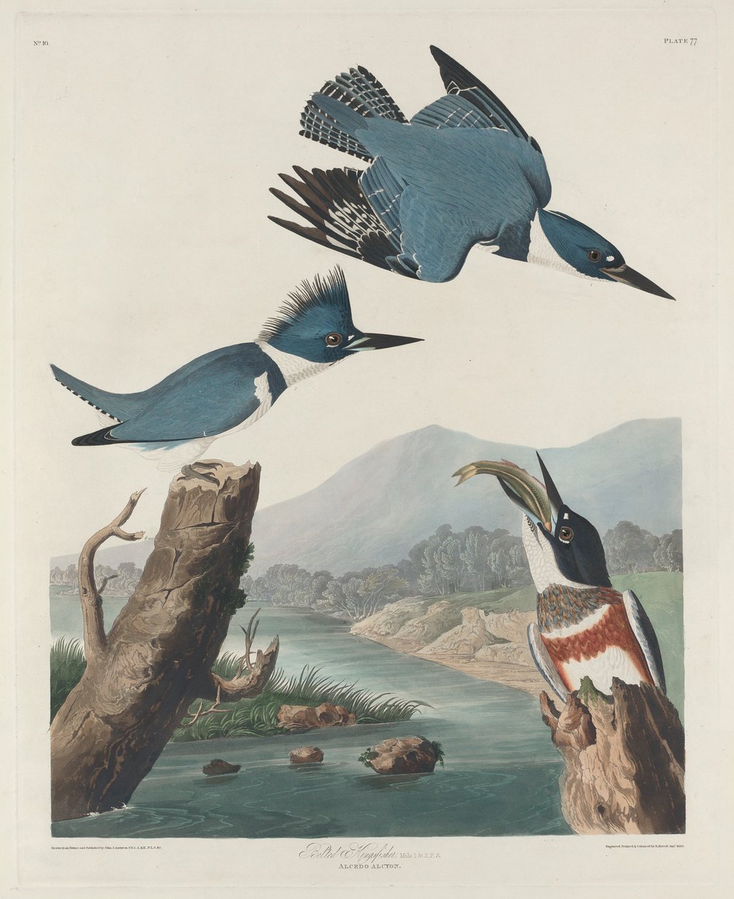 Kuşaklı Yalıçapkını, 1830 by John James Audubon