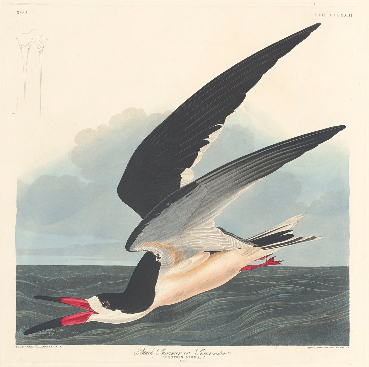 Siyah Skimmer, 1836 by John James Audubon
