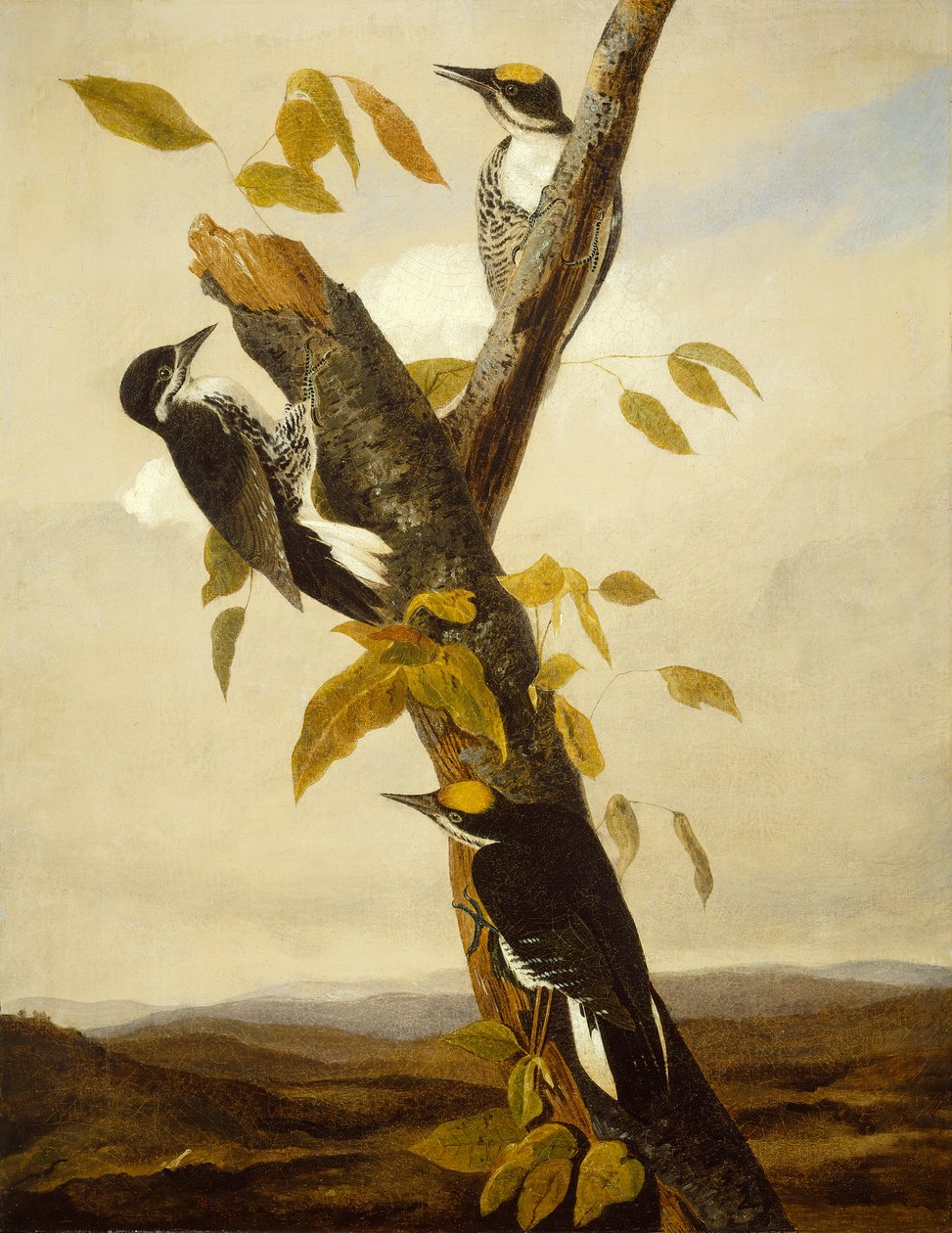 Siyah Sırtlı Üç Parmaklı Ağaçkakan, 1831-3 (tuval üzerine kurşun kalem ve yağlı boya) by John James Audubon