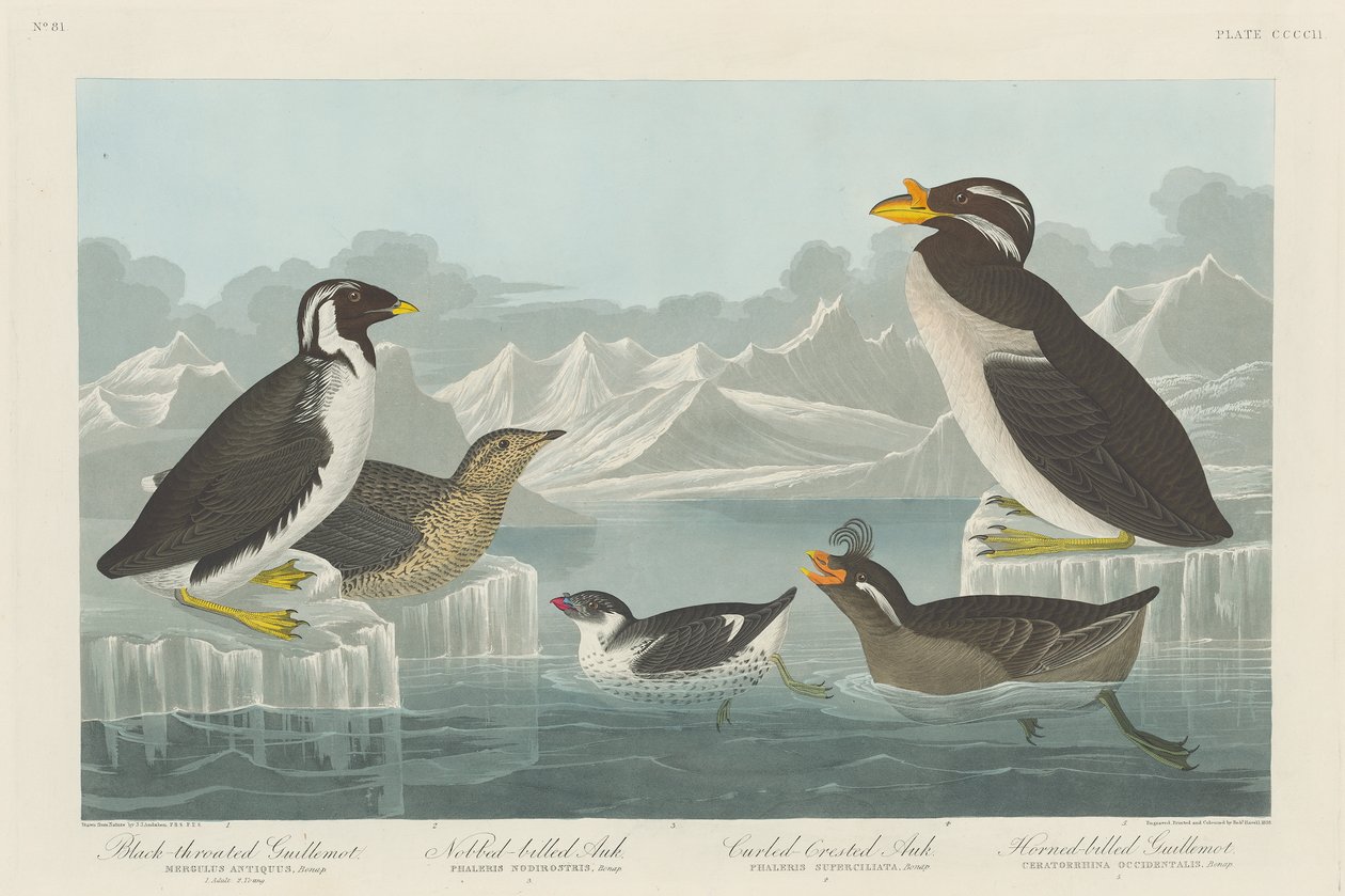 Kara boğazlı Guillemot, Nobbed gagalı Auk, Kıvrılmış Tepeli Auk ve Boynuzlu gagalı Guillemotrn1838 by John James Audubon