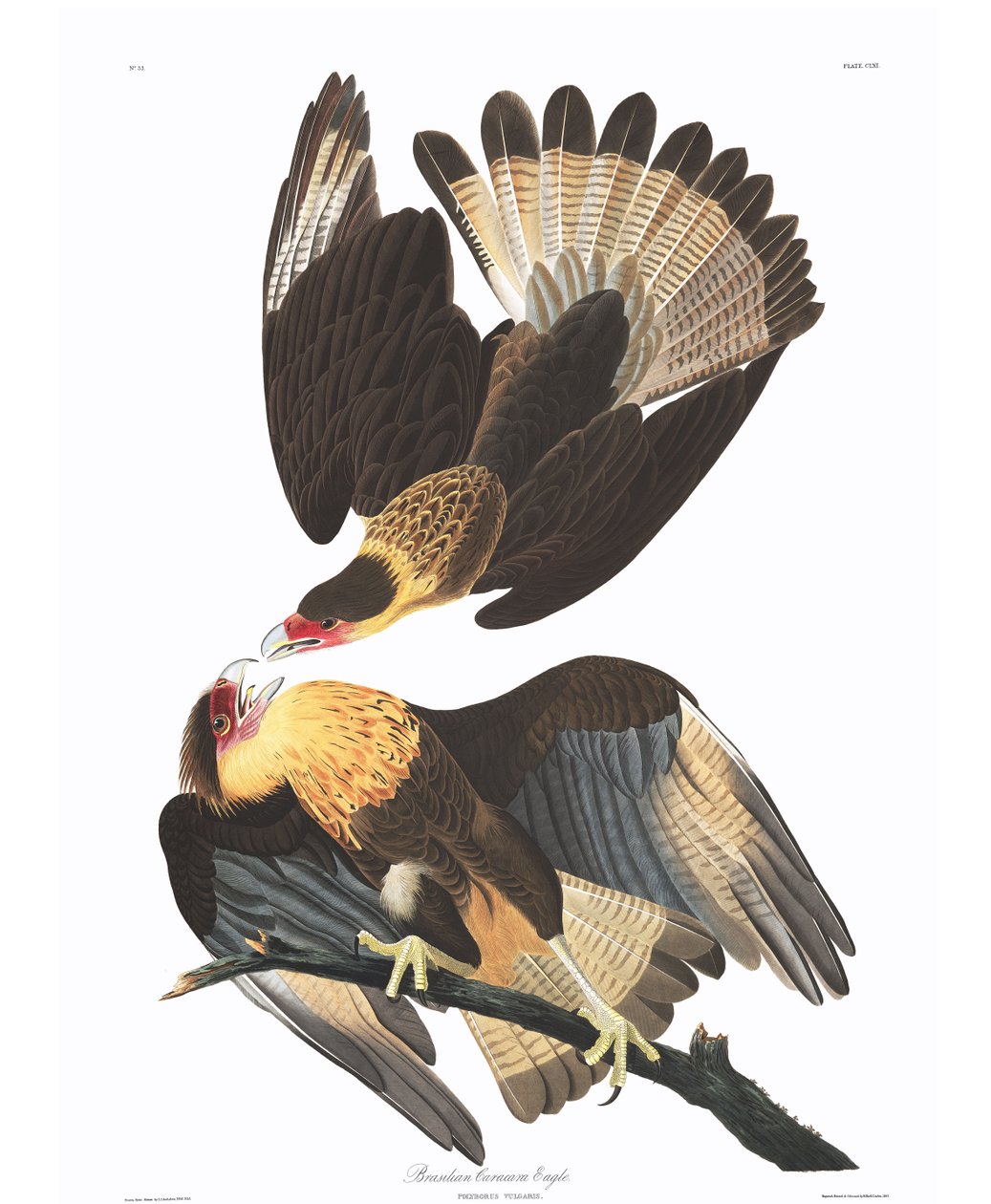 Brezilya Caracara Kartalı (Polyborus vulgaris) by John James Audubon