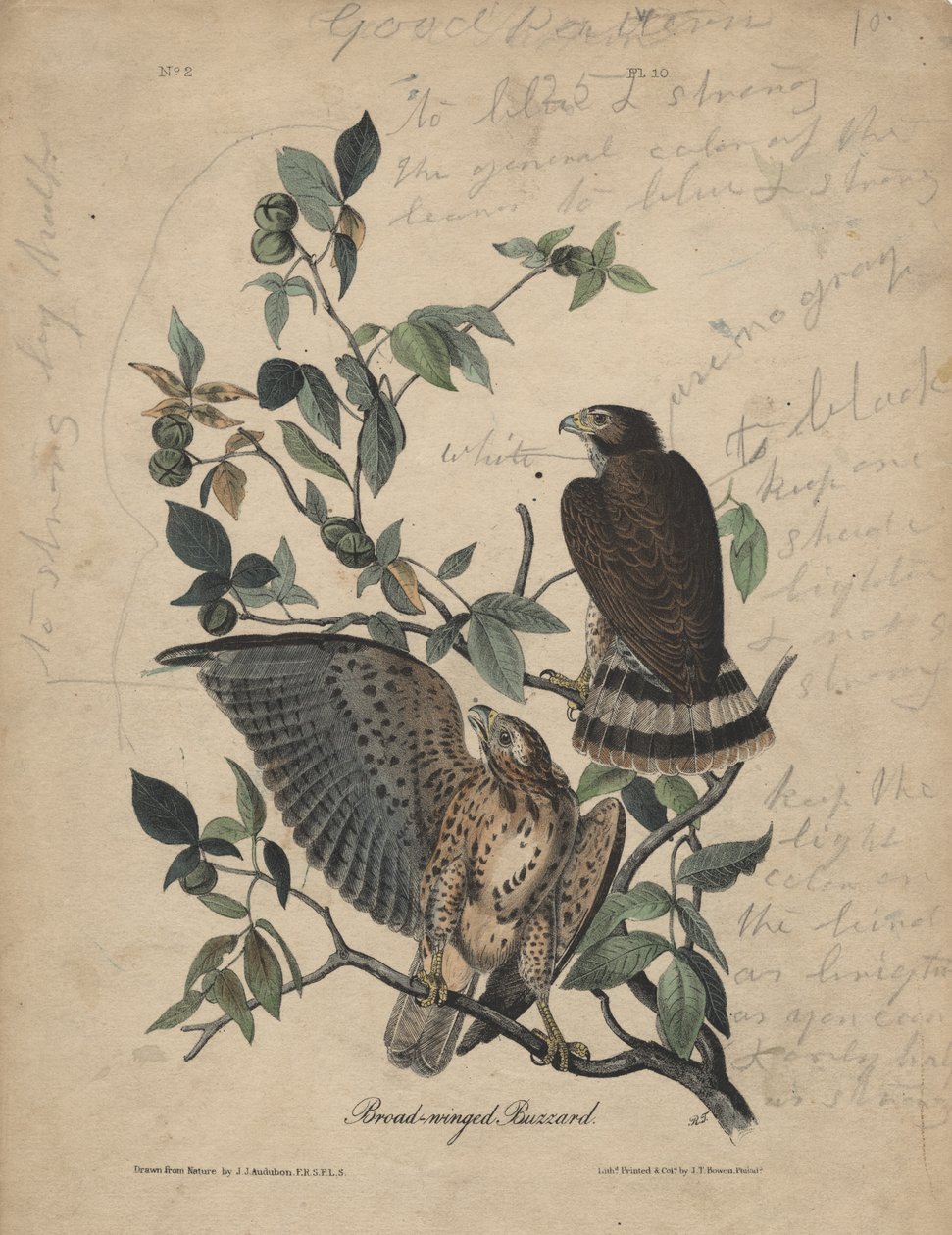 Geniş kanatlı şahin, litho, J.T. Bowen, 1840 by John James Audubon