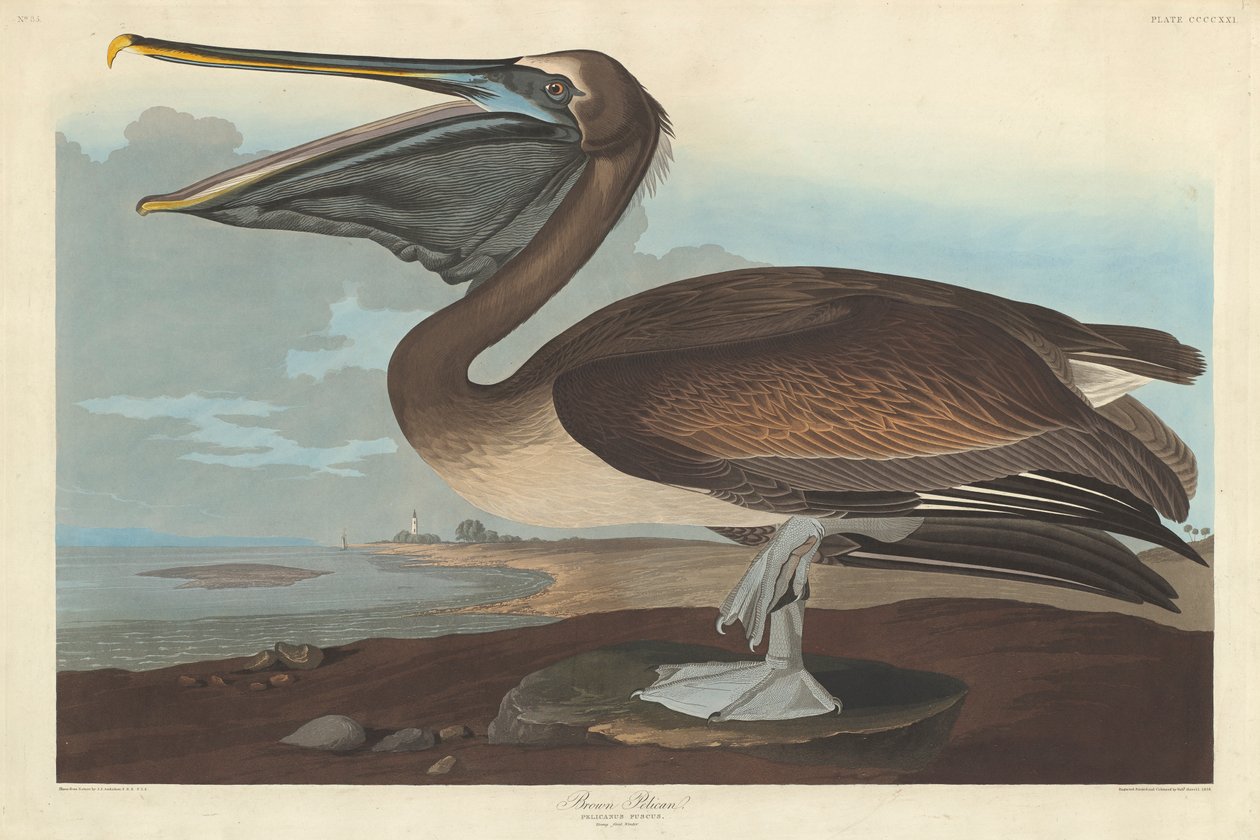 Kahverengi Pelikan, 1838 by John James Audubon