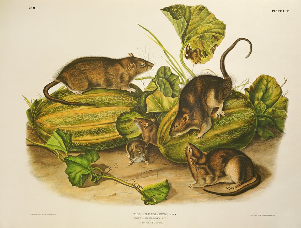 Brown veya Norveç Sıçan, John T. Bowen (1801-c.56) tarafından 1845 yayınlandı by John James Audubon