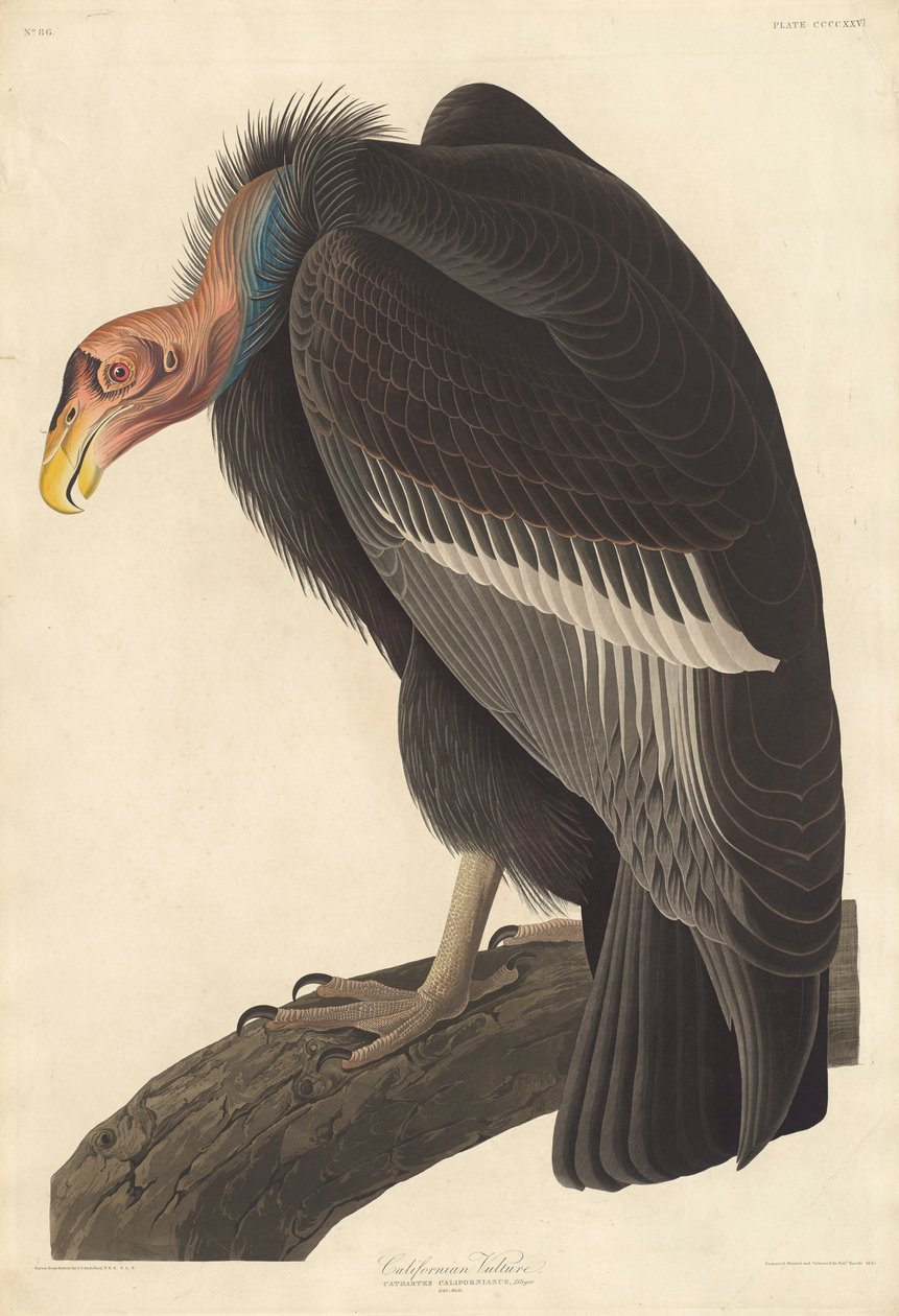 Kaliforniya Akbabası, 1838 by John James Audubon