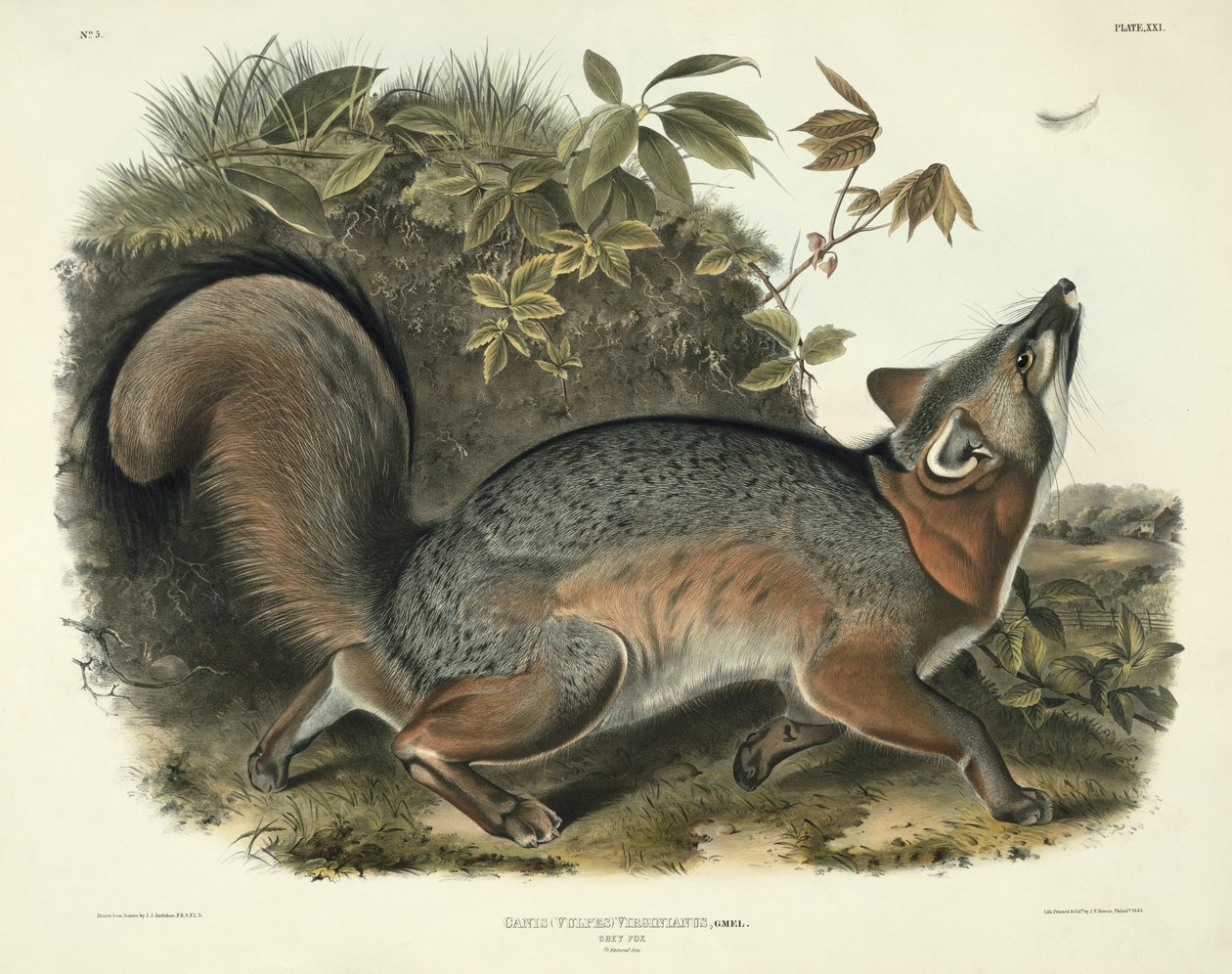 Canis (Vulpes) Virginianus (Gri Tilki), John T. Bowen (1801-c.1856) tarafından kazınmış 