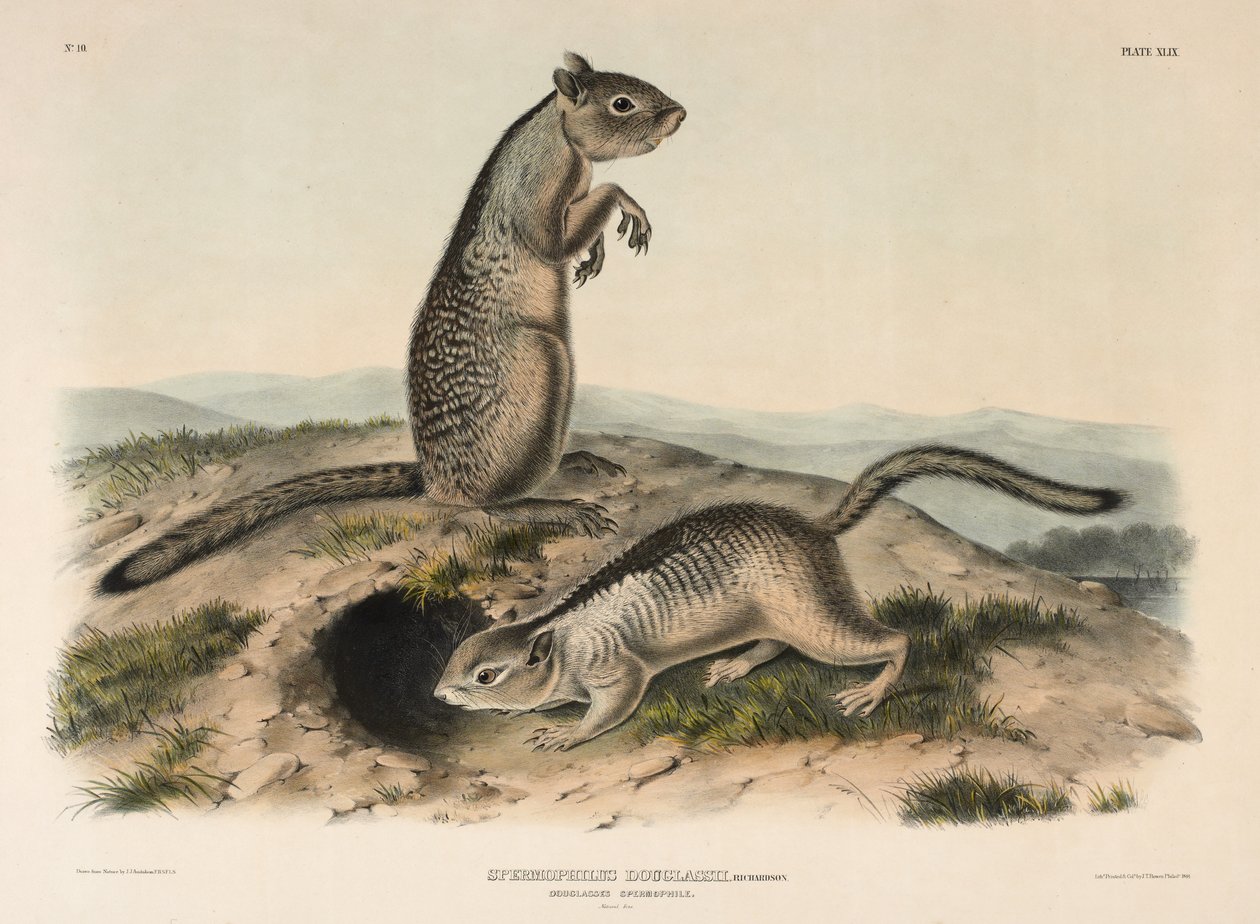 Douglasses Spermophile (Spermophillus Douglassii), 1844 (hand-coloured lithograph) by John James Audubon