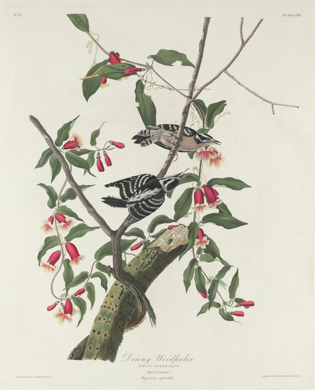 Tüylü Ağaçkakan, 1831 by John James Audubon