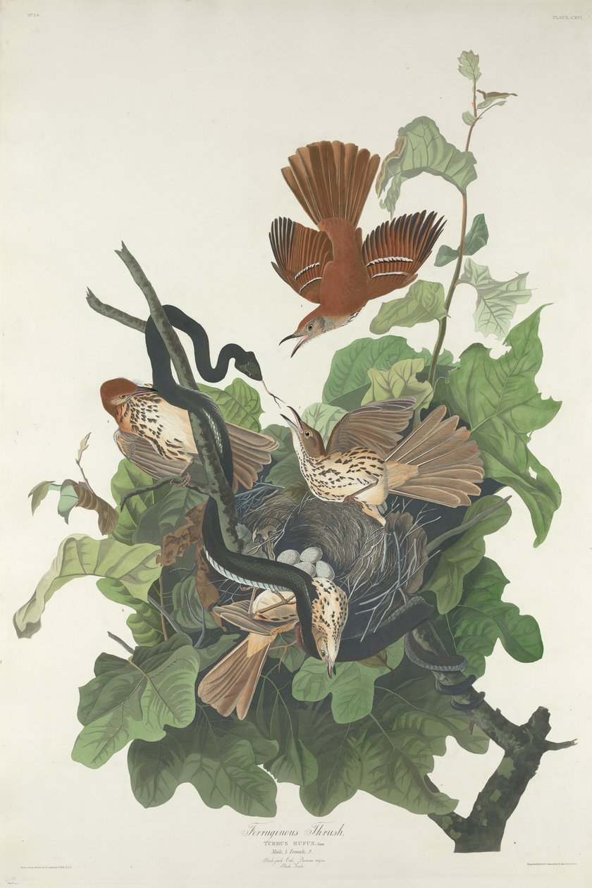 Ferruginous Pamukçuk, 1831 by John James Audubon
