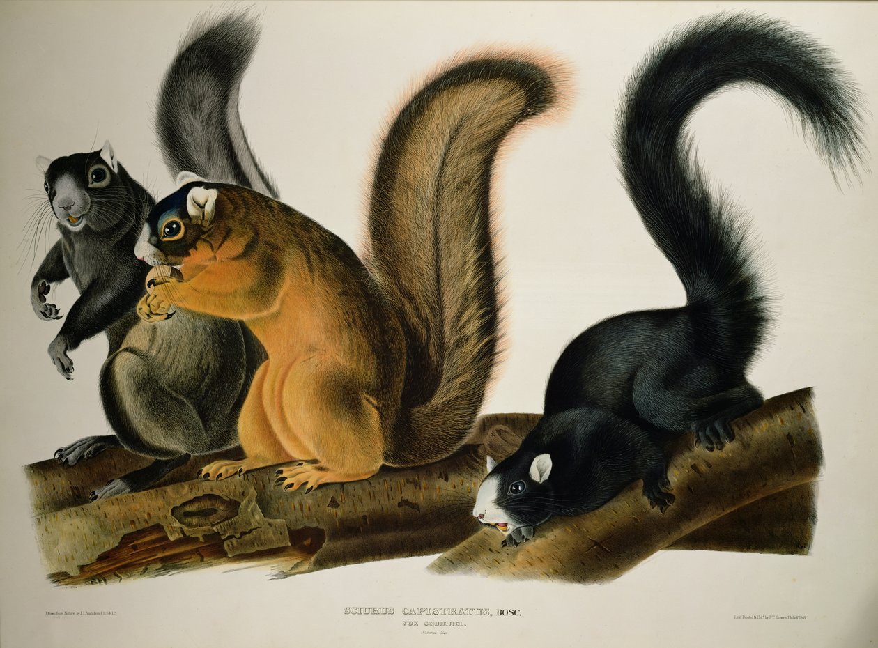 Tilki Sincap, 'Amerika'nın Dört Ayaklıları'ndan, 1845 by John James Audubon